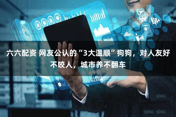 六六配资 网友公认的“3大温顺”狗狗，对人友好不咬人，城市养不翻车